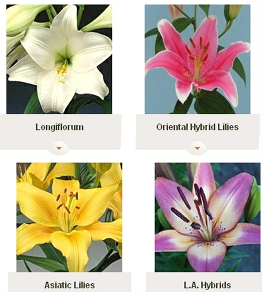 Oriental Lily, L.A & Asiatic Mix Oriental Hybrid Lilies Lilies